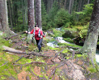 Goldsteig-Ultrarace - Wurzeltrail: Aufstieg zum Dreisesselfelsen bei mistigem Wetter.